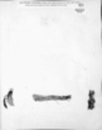 Fusarium roseum image